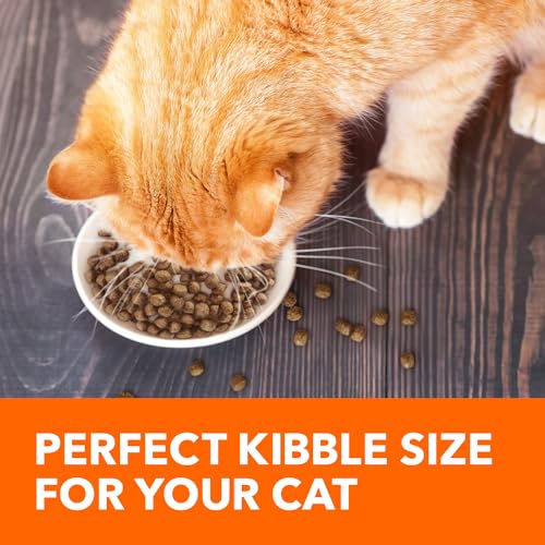 Adult Healthy Dry Cat Food with Salmon Cat Kibble, 16 lb. Bag